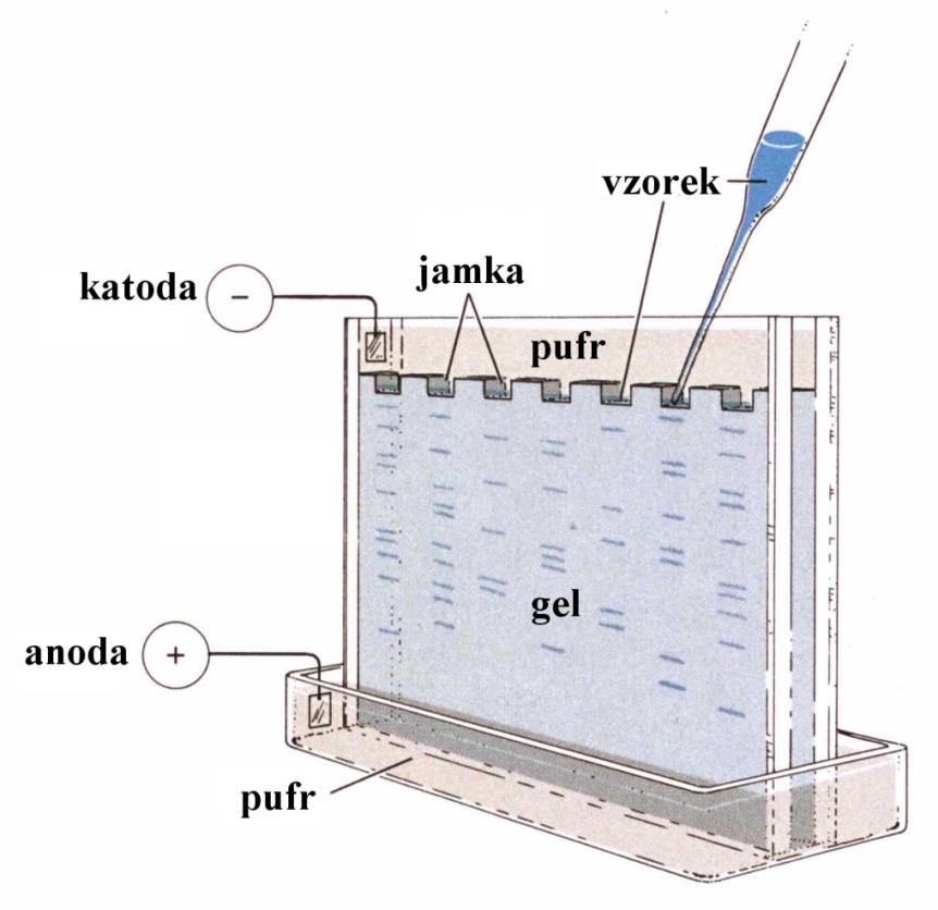 Elektroforéza Princip: dělení nabitých částic