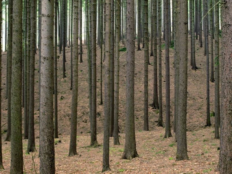 Typy lesů podle ovlivnění člověkem Les přírodě blízký - ovlivněn hospodařením, dřevinná skladba ale převáţně odpovídá stanovišti,