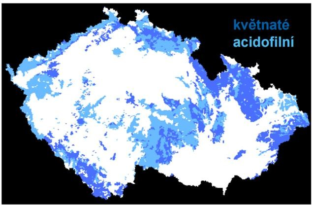 Bučiny a jedliny (Carpino-fagetea) Hlavně ve středních nadmořských výškách Dominantní přirozená vegetace vlhkých oblastí Na kyselých i bazických půdách, nerostou na podmáčených půdách Buk + jedle +