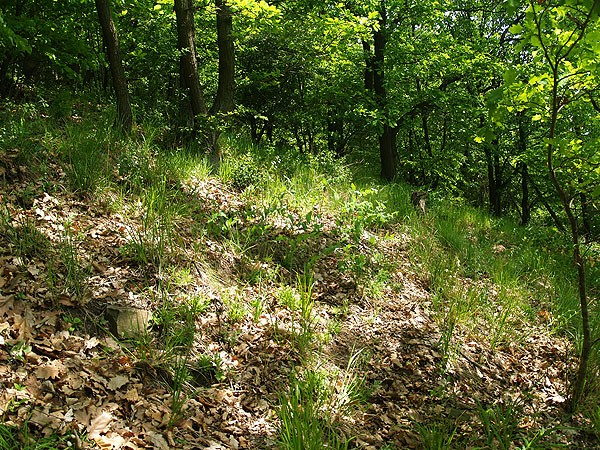 Teplomilné doubravy (Quercetea pubescentis) Plošná vegetace suchých, strmých, často skalnatých svahů Na rule, ţule, granulitu, břidlicích, vzácněji hádcích Dub zimní (Quercus petraea), dub pýřitý (Q.