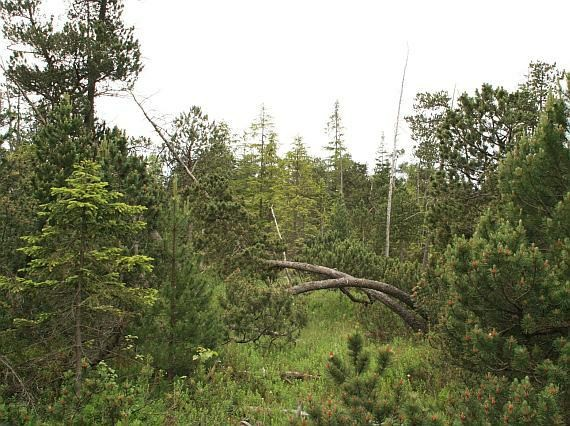 Rašelinné lesy bříza (Betula), borovice (Pinus), smrk (Picea), mechorosty Kosodřevina Druhově chudé porosty borovice kleče (Pinus mugo) V Krkonoších