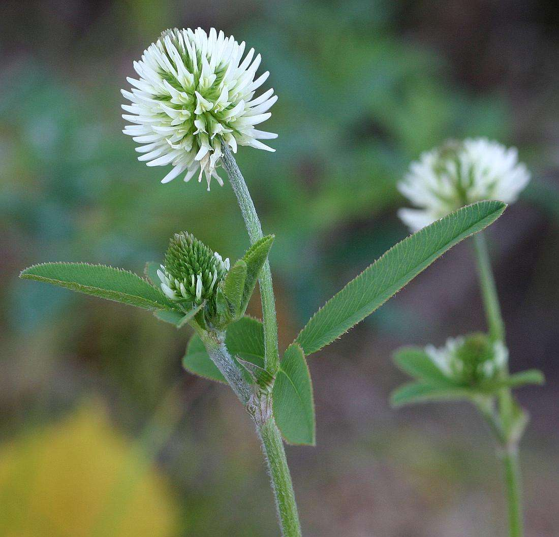 jetel horský (Trifolium montanum na mnoha místech). http://www.funet.