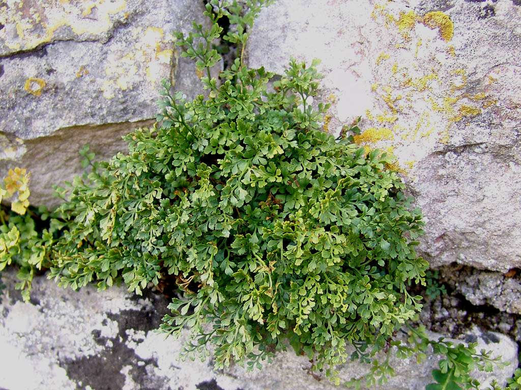 slezinník routička zední (Asplenium rutamuraria -