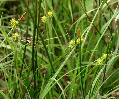 ostřice slatinná (Carex lepidocarpa - u ryb. Řeka, 550 m n.m.), http://flora.