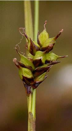 ostřice lemovaná (Carex hostiana Buchovka jižně Trh. Kamenice, 595 m n.m), http://www.toyen.uio.
