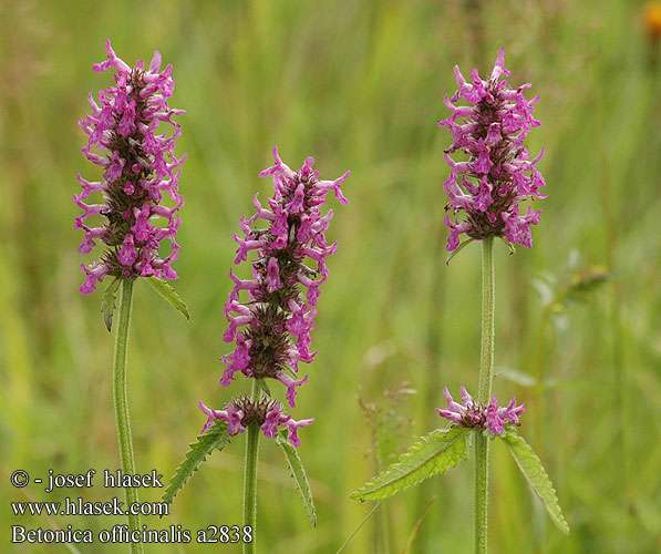 bukvice lékařská (Betonica officinalis), http://www.hlasek.com/foto/betonica_officinalis_a2838.