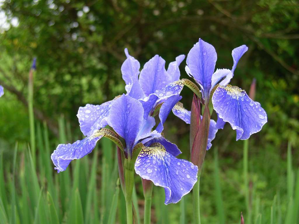 kosatec sibiřský (Iris sibirica), http://millersoap.