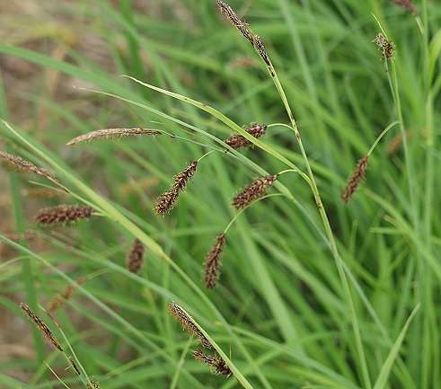 ostřice chabá (Carex flacca - na řadě míst Radostínský kopec, Štíří důl, vápenka u Krouny a
