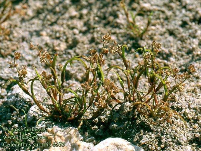 puchýřka útlounká (Coleanthus subtilis - 720 m n.m. Sykovec) http://www.hlasek.