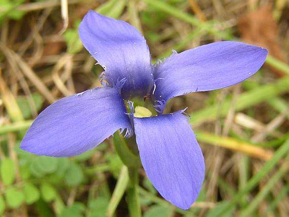 hořičník brvitý (Gentianopsis ciliata - opuky Dlouhé meze u Radostína, u Doubravníka, u Štírova