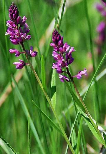 vítod křídlatý (Polygala comosa Studnice u Nov.