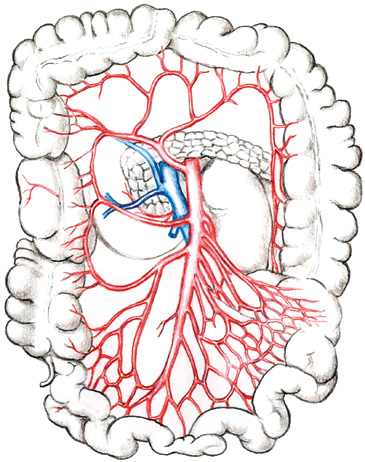 3 Akutní * mezenteriální ischemie 3.2 Arteria mesenterica superior Arteria mesenterica superior (horní mezenterická tepna) odstupuje z břišní aorty asi 1 cm pod odstupem truncus coeliacus.