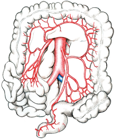 Anatomie splanchnického řečiště 3 3.3 Arteria mesenterica inferior Arteria mesenterica inferior (dolní mezenterická tepna) odstupuje z břišní aorty ve výši 2. 4.