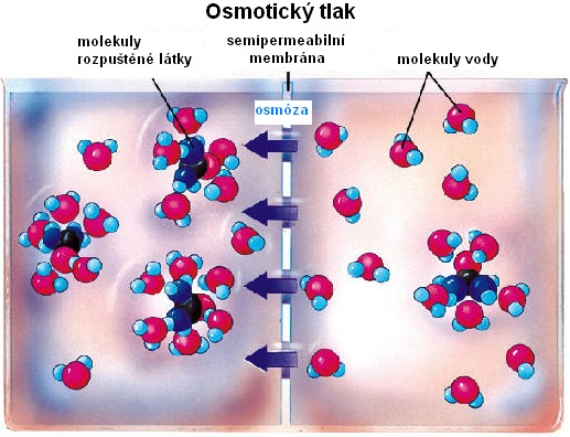 Osmotický tlak (π) Tento pohyb molekul vody se nazývá osmóza.