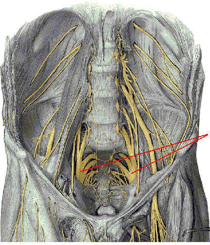 Lesion of plexus Muscle weakness and hypotonia Altered sensation in