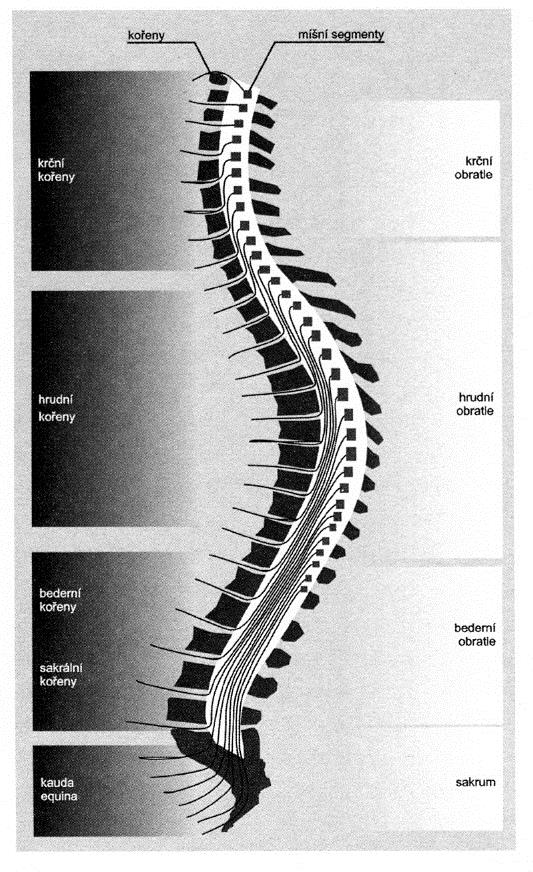 Chipault s rule Spines of Segment upper C vertebrae - identical lower C vertabrea - + 1 upper Th vertabrae - + 2