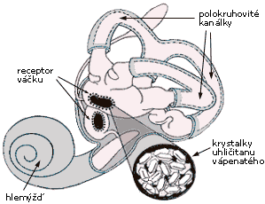 Saccule, utricle: Changes of head position in gravitational field, linear acceleration. Hairy cells are located in maculas of saccule and utricle.