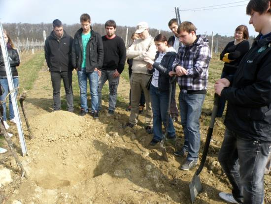 III. Vinohradnictví a vinařství Praktická výuka biologie révy vinné ve vinohradu. Studium morfologie kořenového systému. Foto: P. Pavloušek, 2012.