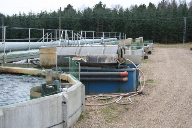 Airlift a biologický filtr uvedeného systému (Dánsko, Hallundbaek). Systém pro produkci násadového materiálu (Pravíkov).