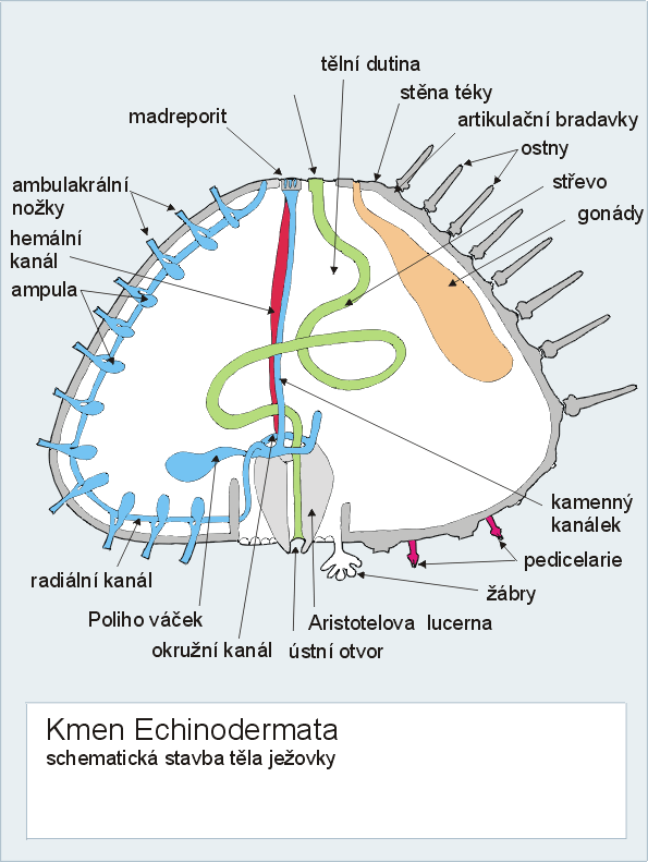 Ambulakrální soustava Echinodermata