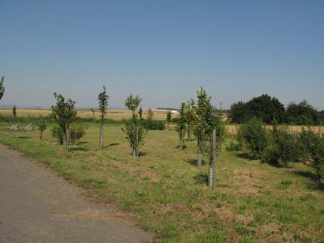 Ostatní stromy ostatní aleje budou vysázeny domácími dřevinami Tilia cordata, Tilia platyphilos, Quercus robur, Fraxinus excelsior, Carpinus betulus, Acer campestre, Pyrus communis, Prnus avium, Jako