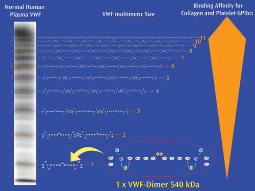 Multimerní struktura VWF korelace s lektroforézou