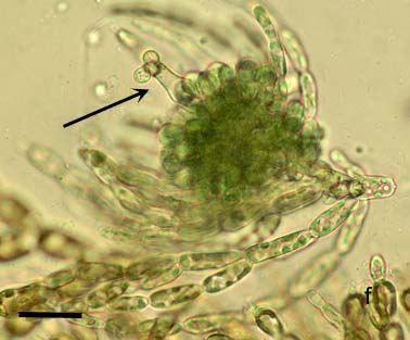 Batrachospermum gelatinosum De Candolle (1801), syn. B.