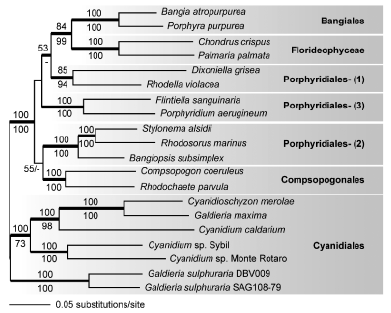 Třída Bangiophyceae zahrnovala rody jednobuněčné (např. Porphyridium, Cyanidium) i mnohobuněčné (Bangia, Porphyra, Boldia, Compsopogon). Třída Florideophyceae jen rody mnohobuněčné (např.