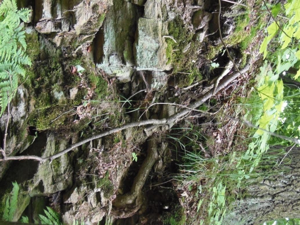 Výkop přesně zapadl do našich představ máme tu ne zrovna úrodnou podzolovou půdu, kyselou, s nízkým obsahem živin. Naše oblast není zrovna zemědělská.