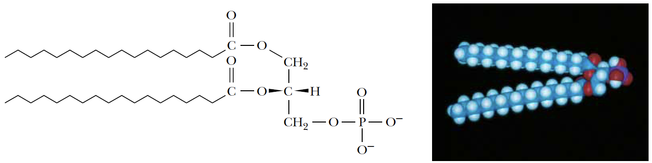 Kyselina fosfaddová základní sloučenina