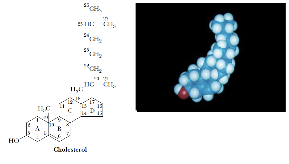 Steroidy, cholesterol