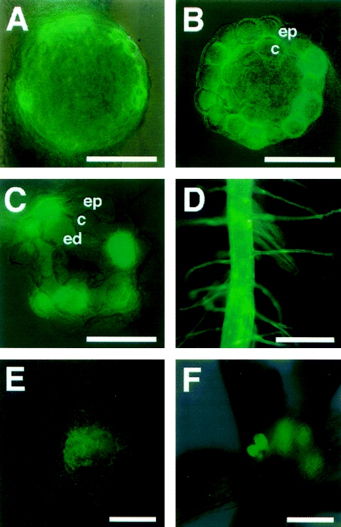 Sultr1;1 (Km=3,6 µm)