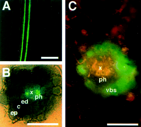 Sultr2;1 + GUS Sultr2;2 + GFP Sultr2;1 (Km= 400