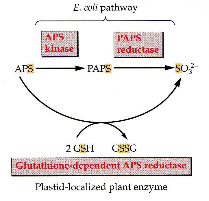 u rostlin: glutathion