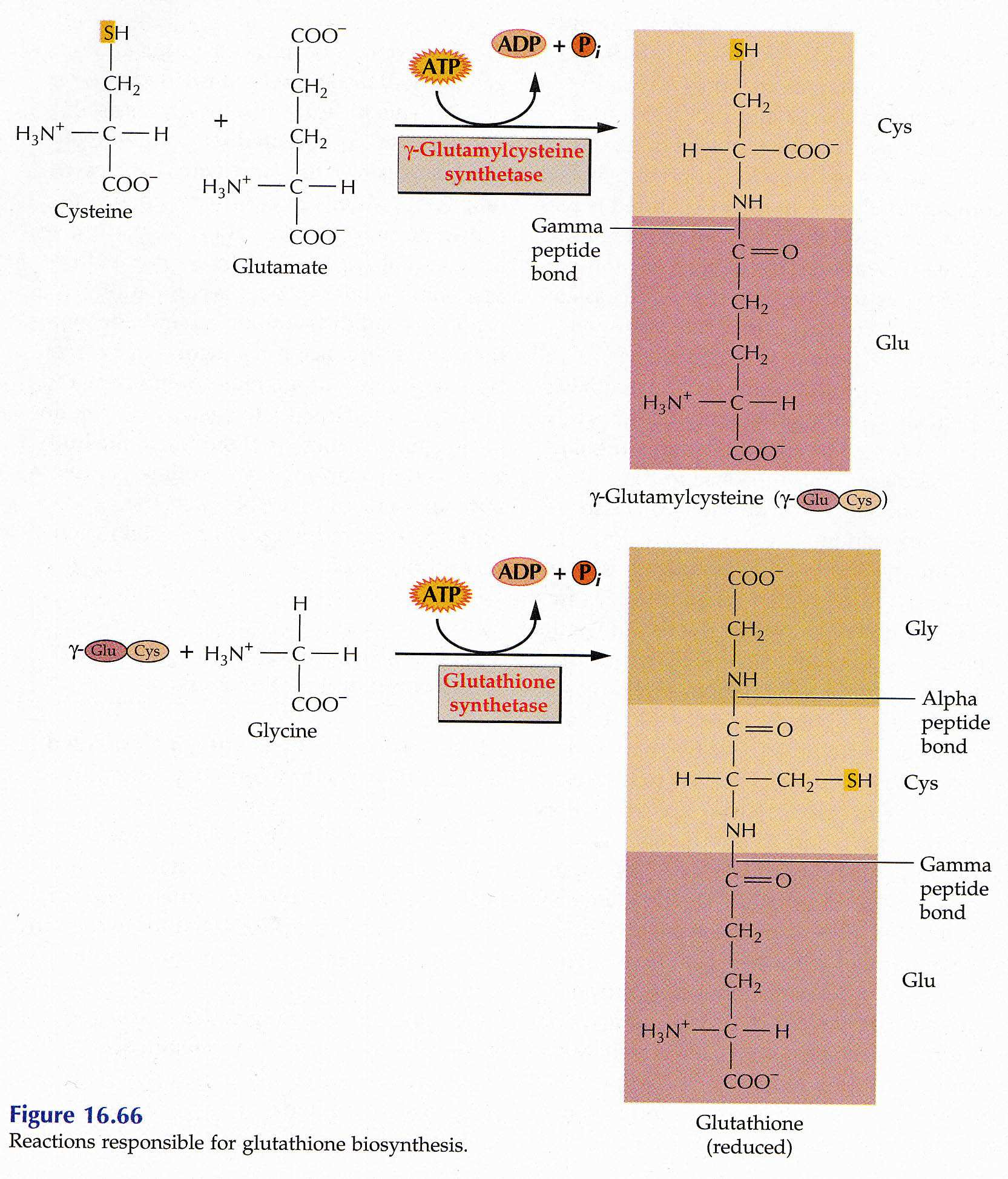 cad2 mutant Arabidopsis - defektní v synthéze