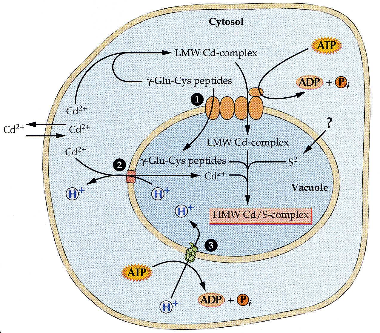 Fytochelatiny: (γ-glu-cys) n - Gly n =2-11 -