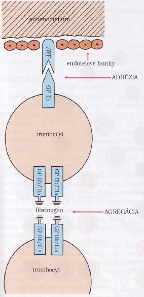 12 Kapitola 1. Krevní srážení Obrázek 1.