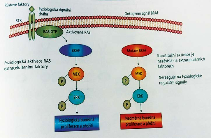 Obr. 3. Přehled genových mutací u různých typů a lokalizací melanomu (17) Lokalizace MM BRAF (7q34) NRAS (1p13.