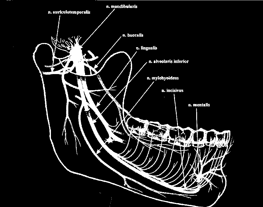 pacient proto vyţaduje přidání další dávky LA nebo zvolení jiné techniky podání. Inervace dolní čelisti je zprostředkována větvením nervus mandibularis 3. větve trojklaného nervu.
