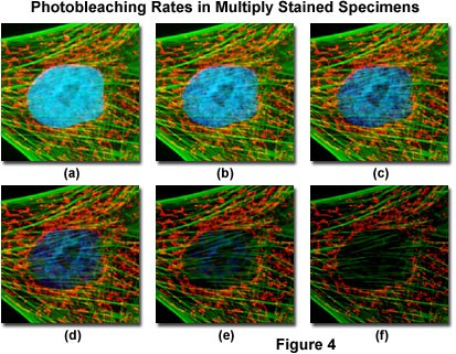 Nevýhody CLSM délka zpracování materiálu i snímků,,vyhasínání fluorescence (photobleaching) neostré