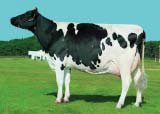 FAME GENOMICKÉ PLEMENNÉ HODNOTY USA/ GENOMIC BREEDING VALUES US 8/2013 NXA 873 Anderstrup Planet Fame DK 3372304505 *10. 9.