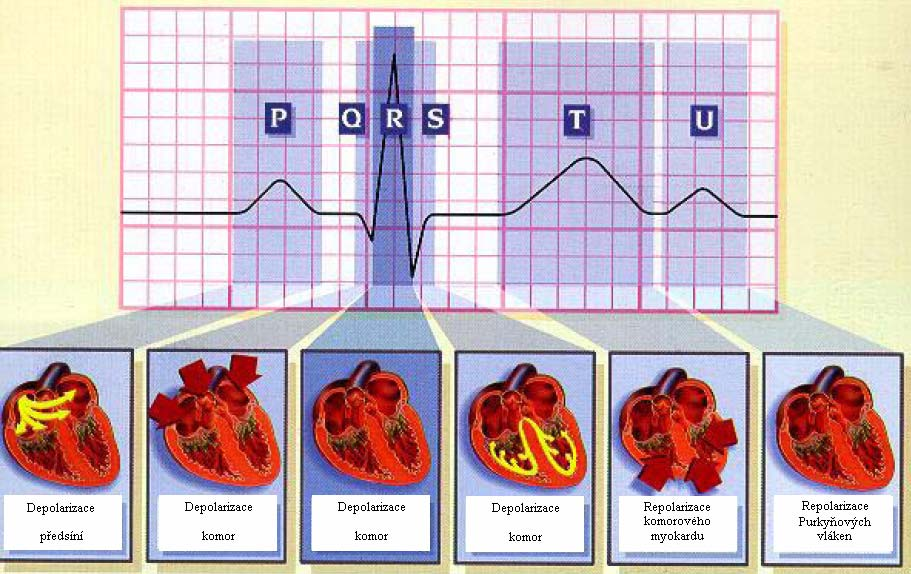 Obr 1.1: Průběh EKG křivky a vizuální popis vzniku jednotlivých vln [7] 2.