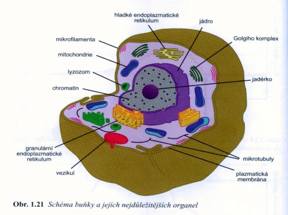Fáze dělení buňky vznik buňky růst - fáze G1, G2,- mitóza - diferenciace buňky (D), - funkční fáze stárnutí - smrt; -některé buňky se rozmnožují mitózou, jiné- specializované (erytrocyty, neurony)