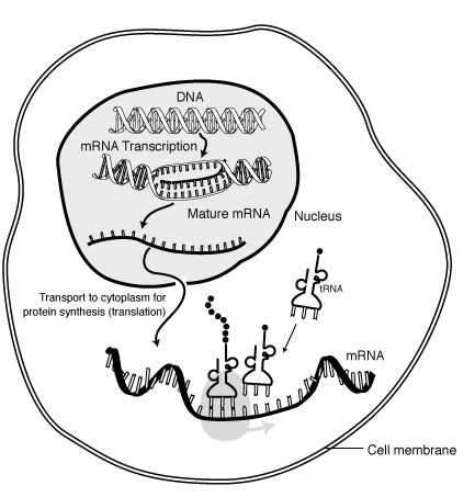 DNA transkripce (přepis) matrice DNA do m-rna vzniká primární transkript m-rna, následně