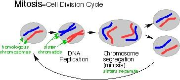 Mitóza aaaaaaaaaaaaaaaaaaaaaaaaa replikace DNA (S-fáze) homologické chromozómy