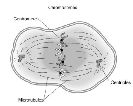 Metafáze chromozómy jsou maximálně nahuštěné a uspořádané v rovníkové