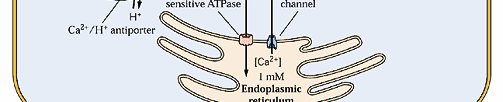 Sekundární poslové Ca 2+ -Nízká koncentrace Ca 2+ v cytoplazmě (okolo 100-200 nm, udržována Ca 2+ - ATPázami) -Signál je spouštěn tranzientním otevřením Ca 2+ kanálů na PM, vakuolární membráně a ER