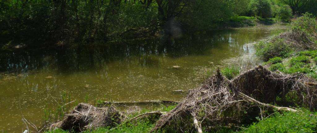 2.6. Kompenzačné opatrenie 6 objekt 076 (DÚR) Projekt sprietočnenia Biskupického ramena v maximálne možnej miere prinavráti vodný režim a koryto ramena do stavu spred výstavby VD Gabčíkovo tak, aby