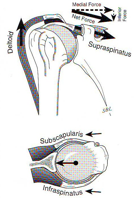 2.3.2 Mechanismus činnosti svalů rotátorové manžety Saha et al.