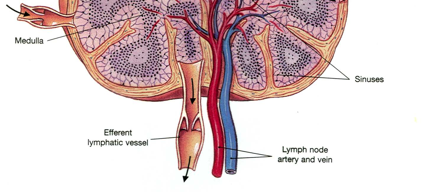 A. Lymfatické tkáně a orgány Lymfatické uzliny BRZLÍK slezina Peyerovy plaky v tenkém střevě Slepé střevo Lymfatické cévy